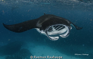 Feeding behavior by Rasmus Raahauge 